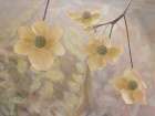 USA, Washington State, Seabeck. Close-up of Pacific dogwood flowers on tree. Art Print
